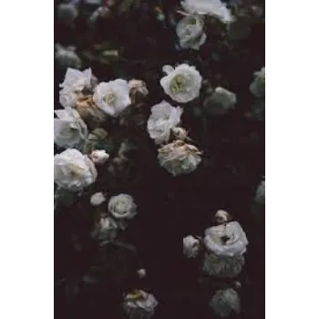 Natural  White Rose