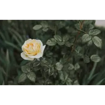 White Rose