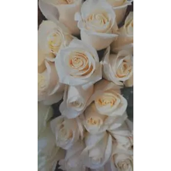 Natural White Rose