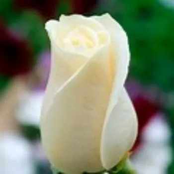 White Rose