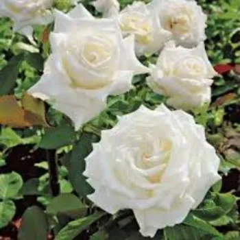  fresh White Rose