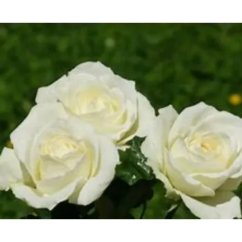 White Rose