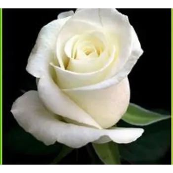 fresh White Rose