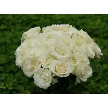 fresh  White Rose