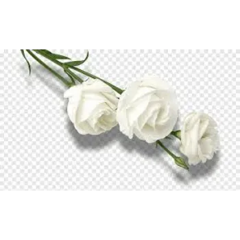 A.p. Flower Mart   White Rose