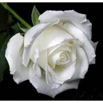 Natural White Rose 