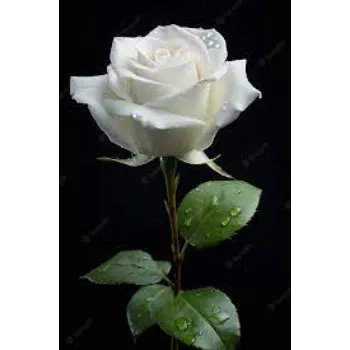 Common White Rose 