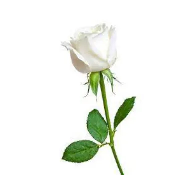 Natural White Rose 