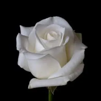 Organic White Rose