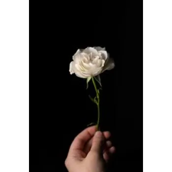 Natural White Rose
