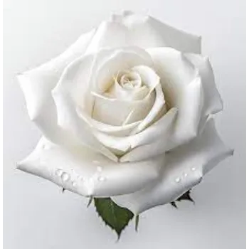 Fresh White Roses