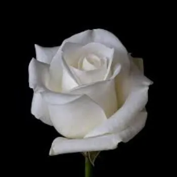 Common White Rose