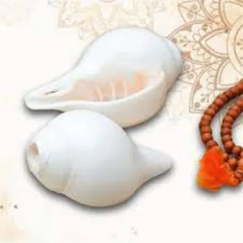 Kalyani White Shankh