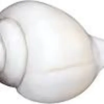 White Shankh