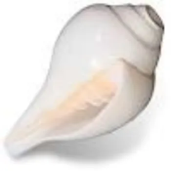 Natural White Shankh