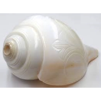 White Shankh For Religious Place