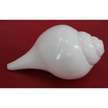 High Quality White Shankh