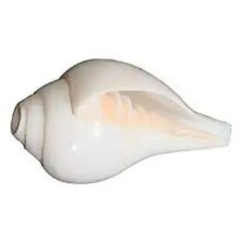 Shriram Distributors White Shankh
