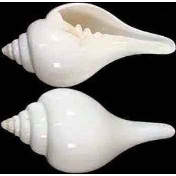 Natural White Shankh