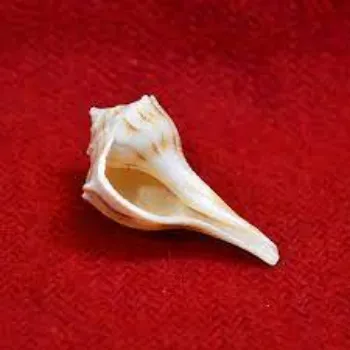 Solid White Shankh