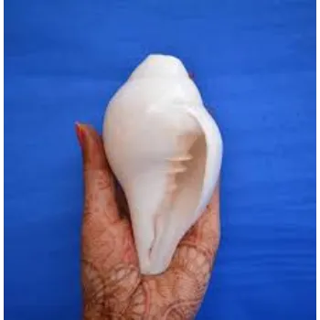 Solid White Shankh