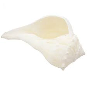 Pure Natural White Shankh