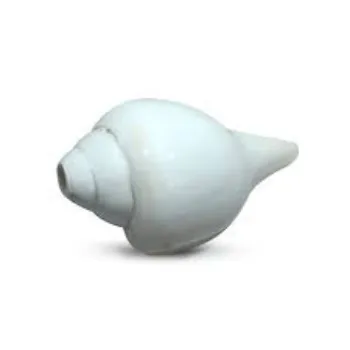 Arul Enterprises White Shankh