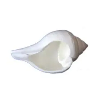 Natural White Shankh