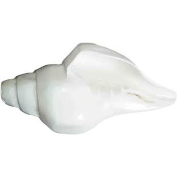 Good Quality White Shankh