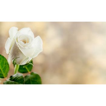  Organic White Rose
