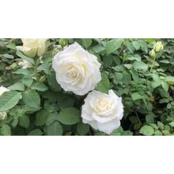 Organic White  Rose 