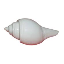 White Shankh
