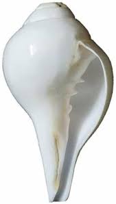 White Shankh