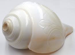 White Shankh