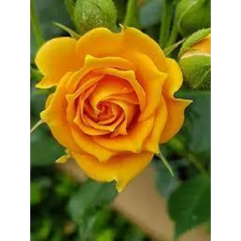 Yellow Roses