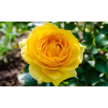 Fresh  Yellow Rose 