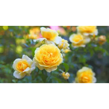 Common Yellow Rose