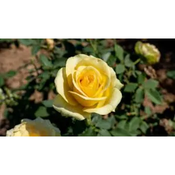 Natural Fresh Yellow Rose