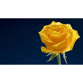 Natural  Yellow Rose 
