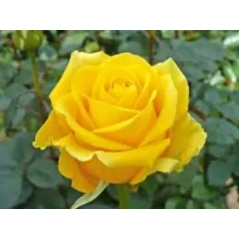 Fresh Yellow Rose