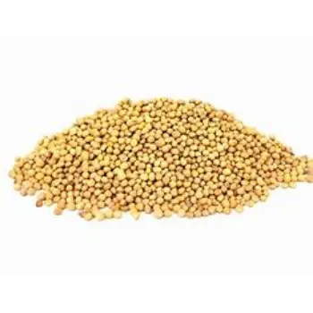 Yellow Mustard Seed