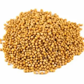 Yellow Mustard Seed