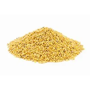 Yellow Mustard Seed