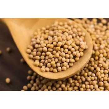 Yellow Mustard Seed