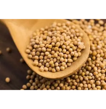 Fresh Yellow Mustard Seed