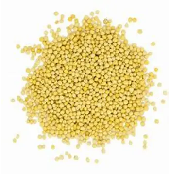 Fresh Yellow Mustard Seed