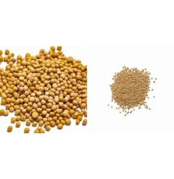 Fresh Yellow Mustard Seed