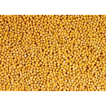 Yellow Mustard Seed