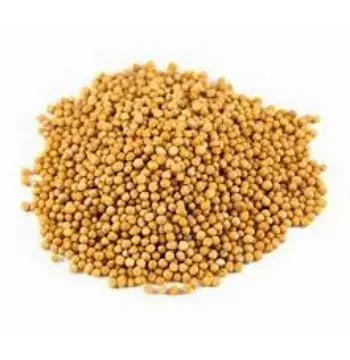 Organic Yellow Mustard Seed