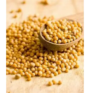 Fresh Yellow Mustard Seed